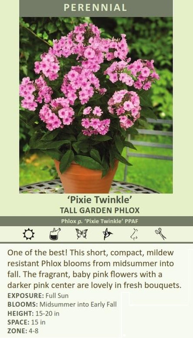 Phlox paniculata Pixie Twinkle PPAF 25 BR Plants