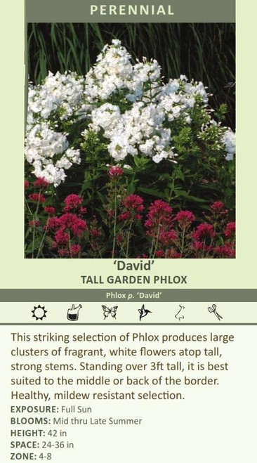 Phlox paniculata David 25 BR Plants