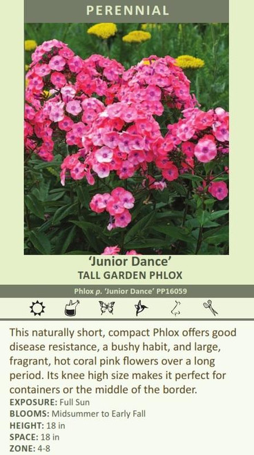 Phlox paniculata JUNIOR Dance PP16059 25 BR Plants