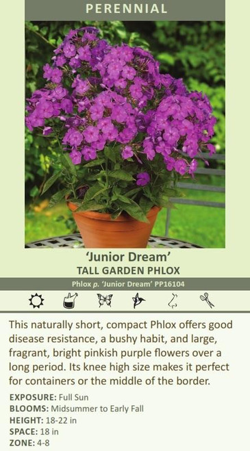 Phlox paniculata JUNIOR Dream PP16104 25 BR Plants