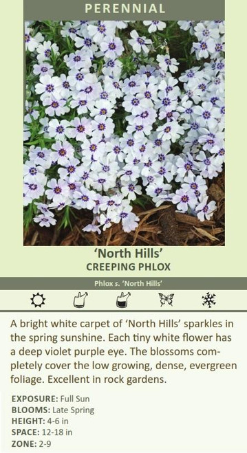 Phlox subulata North Hills 25 BR Plants