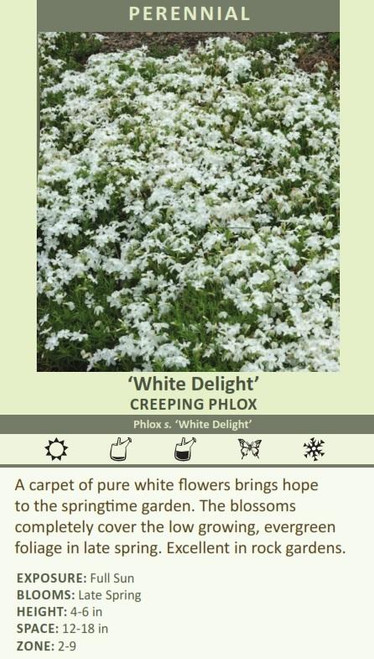 Phlox subulata White Delight 25 BR Plants