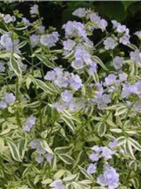 Polemonium reptans Stairway to Heaven PP15187 20ct Flats