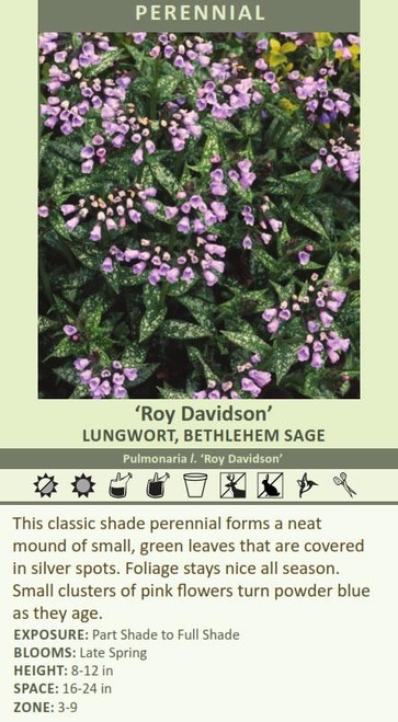 Pulmonaria longifolia Roy Davidson 30ct Flat