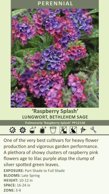 Pulmonaria Raspberry Splash PP12138 30ct Flat