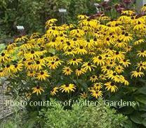 Rudbeckia fulgida City Garden 30ct Flat