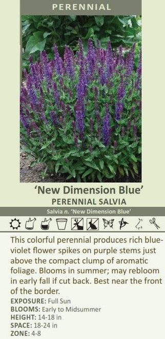 Salvia n New Dimension Blue 30ct Flat
