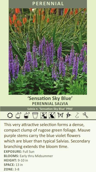 Salvia n Sensation Sky Blue PPAF 25 BR Plants
