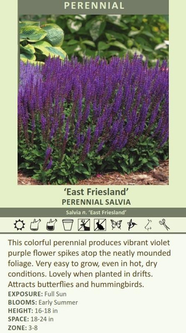 Salvia nemorosa East Friesland 25 BR Plants