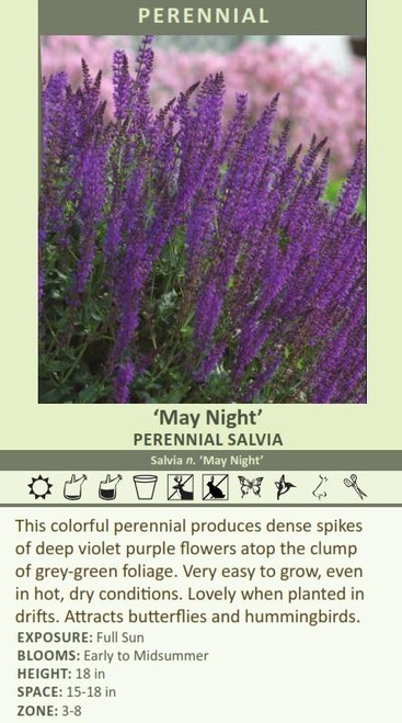 Salvia nemorosa May Night 25 BR Plants