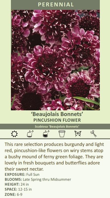 Scabiosa Beaujolais Bonnets 30ct Flat