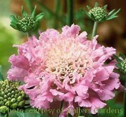 Scabiosa columbaria Pink Mist PP8957 30ct Flat