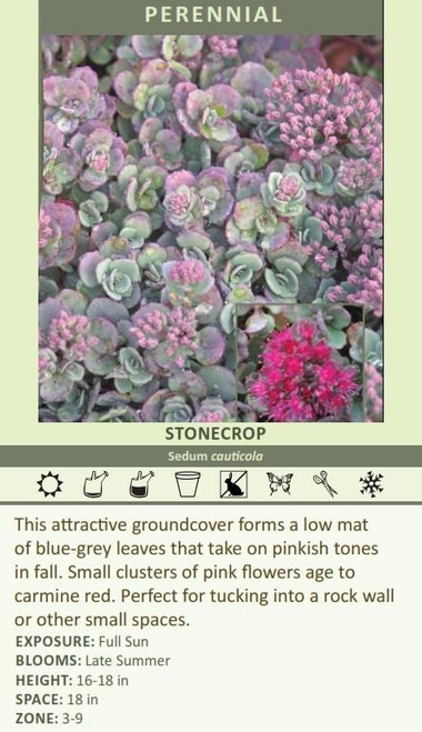 Sedum cauticola 25 BR Plants
