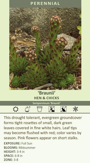 Sempervivum Braunii 25 BR Plants