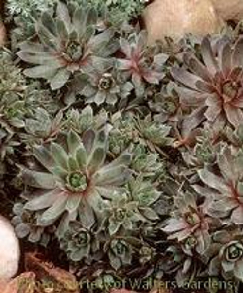Sempervivum Purple Beauty 25 BR Plants