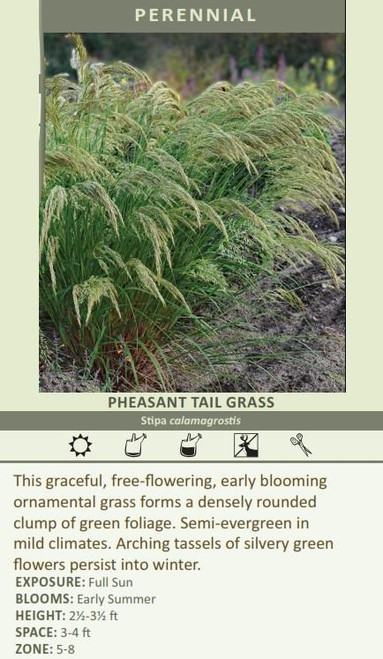 Stipa calamagrostis 30ct Flat