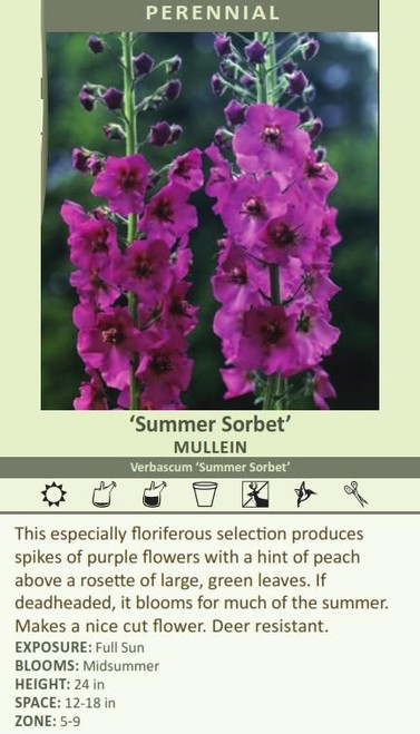 Verbascum Summer Sorbet 20ct Flat