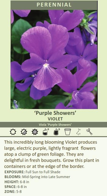 Viola Purple Showers 30ct Flat