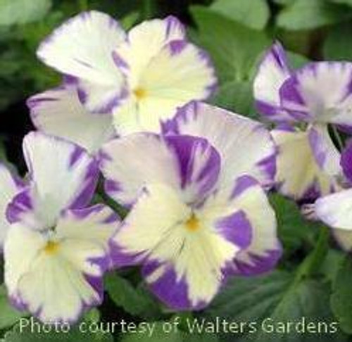 Viola Rebecca 30ct Flat