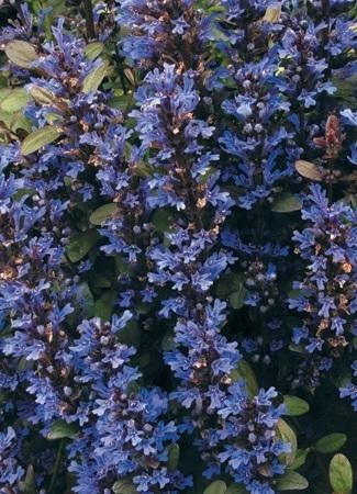 Ajuga Chocolate Chip 18ct Flat