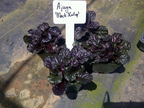 Ajuga reptans Black Scallop PP15815 10ct Flat