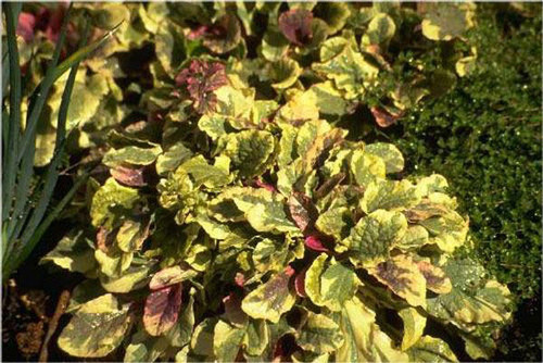 Ajuga reptans Burgundy Glow 10ct Flat