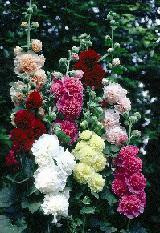 Alcea rosea Chaters Double Hybrids Mixed 10ct Quarts
