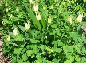 Aquilegia canadensis Corbett