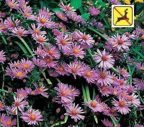 Aster novi-belgii Woods Pink