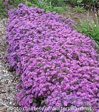 aster-novi-belgii-woods-
