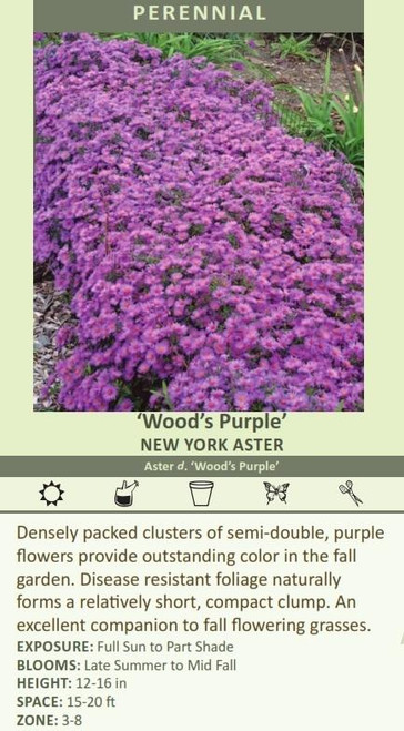Aster novi-belgii Woods Purple