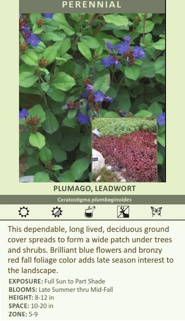 Ceratostigma plumbaginoides Plumbago 10ct Flat