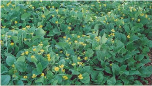 Chrysogonum virginianum Green and Gold 10ct Flat