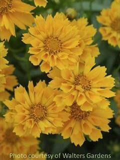 Coreopsis Jethro Tull PP18789 10ct Quarts