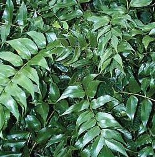 Cyrtomium falcatum ROCHFORDIANUM 10ct Quarts Cyrtomium falcatum ROCHFORDIANUM 10ct Quarts