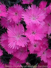 Dianthus gratianopolitanus Firewitch 10ct Quarts