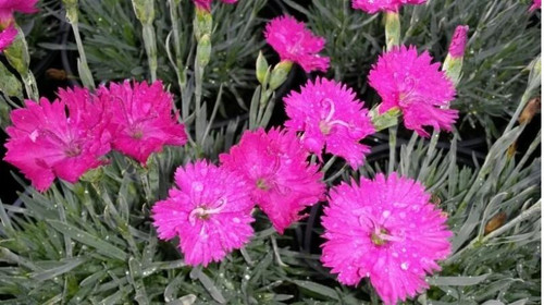 Dianthus Neon Star PP14549 10ct Quarts