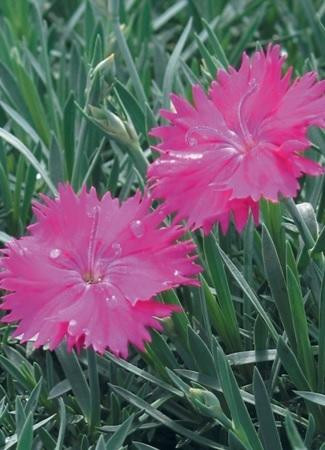Dianthus Neon Star PP14549 10ct Quarts