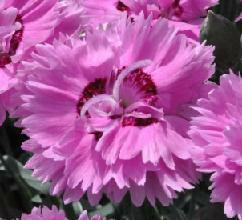 Dianthus Pop Star PP18222 10ct Quarts