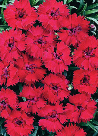 Dianthus Fire Star PP14895 10ct Quarts