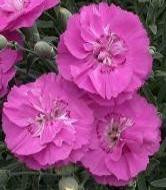 Dianthus x Shooting Star PP14895 10ct Flat