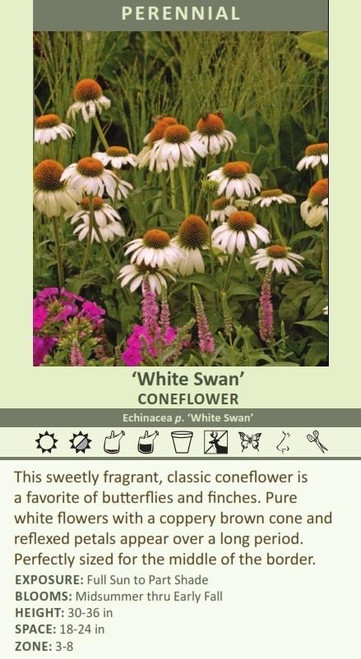 Echinacea p White Swan