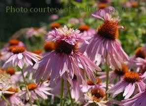 Echinacea p Doubledecker 10ct Quarts