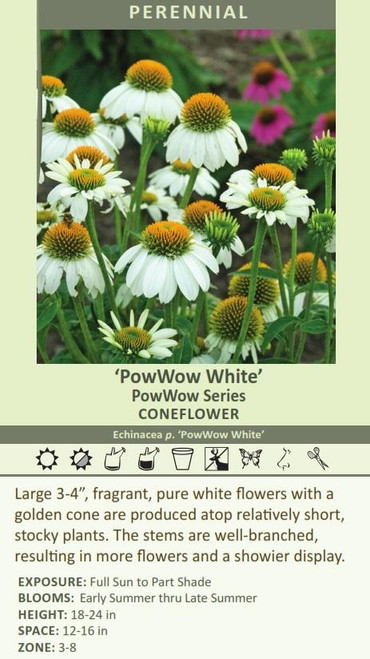 Echinacea p PowWow White 10ct Quarts