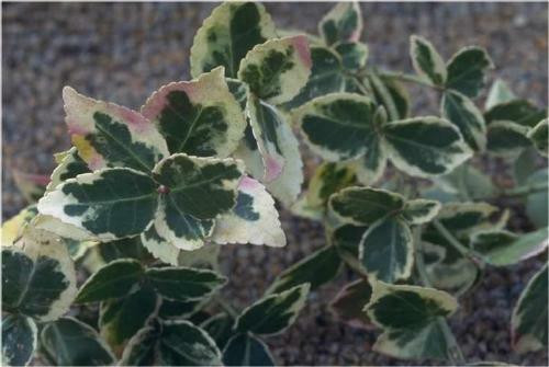 Euonymus fortunei Gracillis 18ct Flat