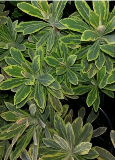 Euphorbia x martinii Ascot Rainbow PP20401 10ct Quarts