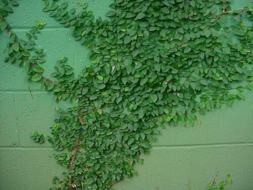 Ficus pumila 18ct Flat