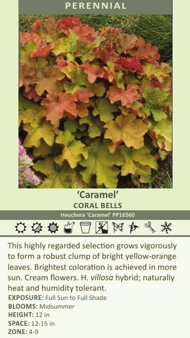 Heuchera Caramel PP16562 10ct Quarts