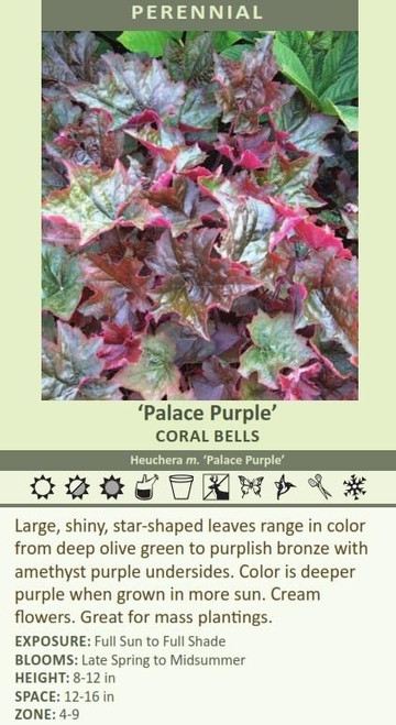 Heuchera micrantha Palace Purple 10ct Quarts