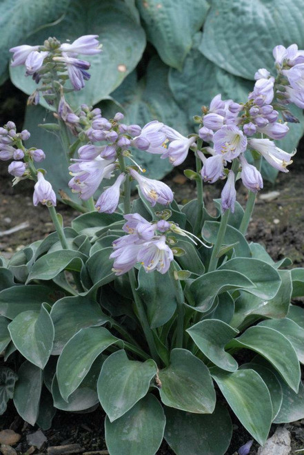 Hosta BLUE MOUSE EARS 10ct Flat